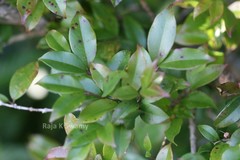 Eugenia thwaitesii